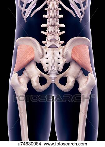 Pelvis muscles, illustration View Large Photo Image Picture - Pelvis muscles, illustration. Fotosearch