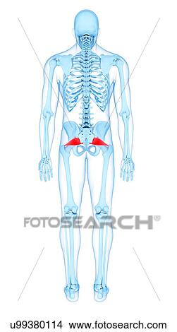 Pelvis muscles, illustration View Large Photo Image Picture - Pelvis muscles, illustration. Fotosearch