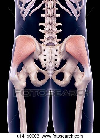 Stock Image - Pelvis muscles, illustration. Fotosearch