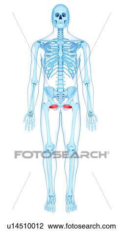 Stock Image - Pelvis muscles, illustration. Fotosearch