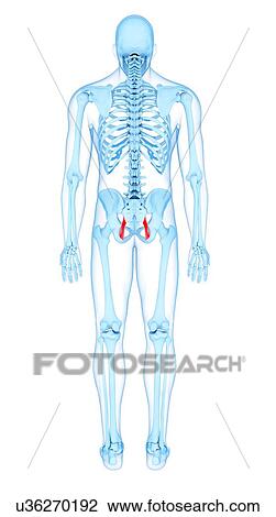 Stock Image - Pelvis muscles, illustration. Fotosearch