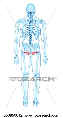 Stock Image - Pelvis muscles, illustration. Fotosearch