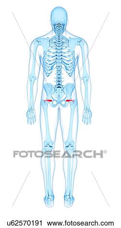 Stock Image - Pelvis muscles, illustration. Fotosearch