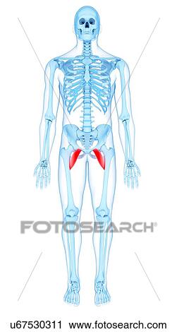 Stock Image - Pelvis muscles, illustration. Fotosearch