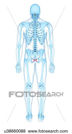 Stock Photo - Pelvis muscles, illustration. Fotosearch