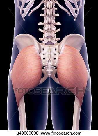 Stock Photo - Pelvis muscles, illustration. Fotosearch