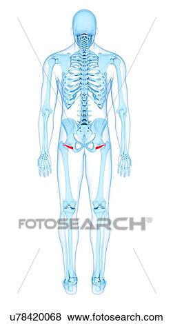 Stock Photo - Pelvis muscles, illustration. Fotosearch