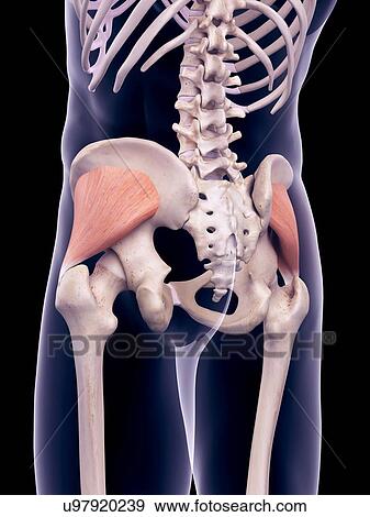 Pelvis muscles, illustration View Large Photo Image Stock Photo - Pelvis muscles, illustration. Fotosearch
