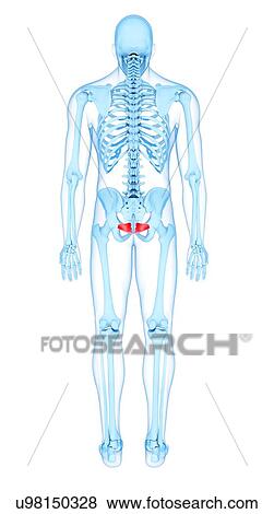 Pelvis muscles, illustration View Large Photo Image Stock Photo - Pelvis muscles, illustration. Fotosearch