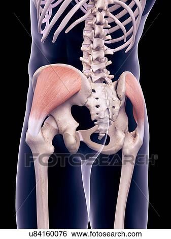 Stock Photograph - Pelvis muscles, illustration. Fotosearch