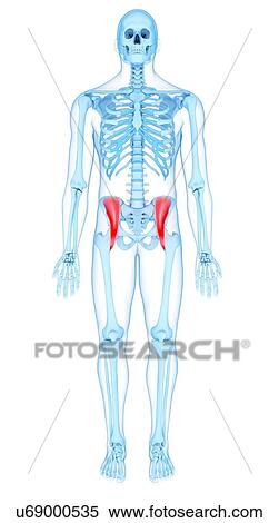 Pelvis muscles, illustration View Large Photo Image Stock Photography - Pelvis muscles, illustration. Fotosearch