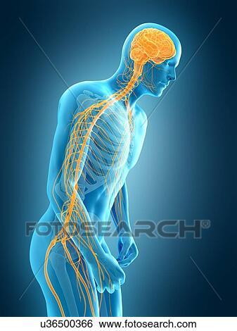 Person bending over, illustration View Large Photo Image Stock Photograph - Person bending over, illustration. Fotosearch