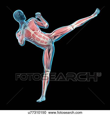 Person doing high kick, illustration View Large Photo Image Stock Image - Person doing high kick, illustration. Fotosearch