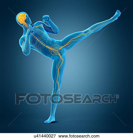 Person doing high kick, illustration View Large Photo Image Stock Photo - Person doing high kick, illustration. Fotosearch