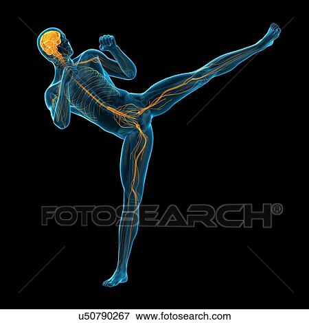 Stock Photo - Person doing high kick, illustration. Fotosearch