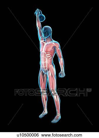 Stock Photograph - Person lifting kettle bell, illustration. Fotosearch