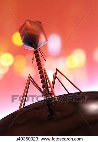 Phage virus attacking bacteria, illustration View Large Photo Image Stock Image - Phage virus attacking bacteria, illustration. Fotosearch