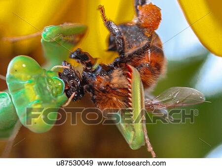 Stock Photo - Praying Mantis. Fotosearch