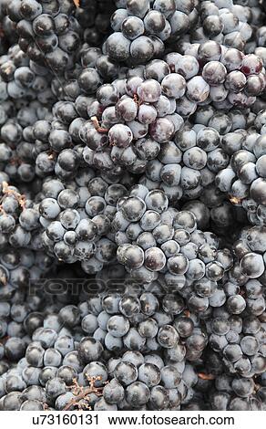 Stock Image - Red grapes in market. Fotosearch