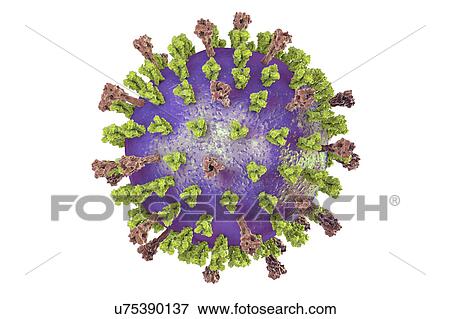 Stock Photo - Respiratory syncytial virus, illustration. Fotosearch