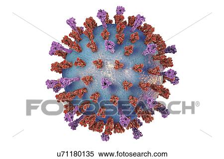 Stock Photography - Respiratory syncytial virus, illustration. Fotosearch