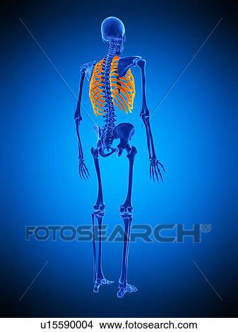 Picture - Ribs, illustration. Fotosearch