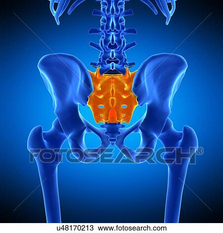 Stock Image - Sacrum, illustration. Fotosearch