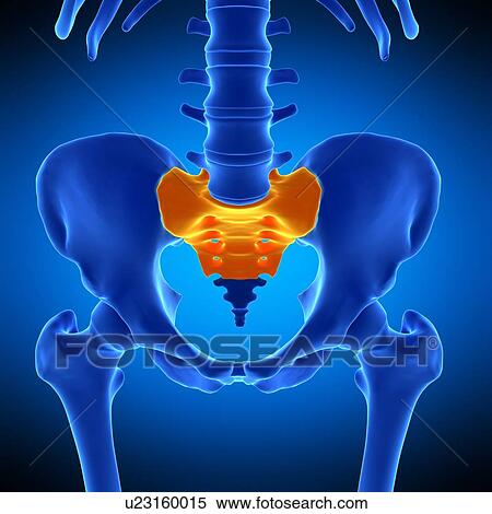 Sacrum, illustration View Large Photo Image Stock Photography - Sacrum, illustration. Fotosearch