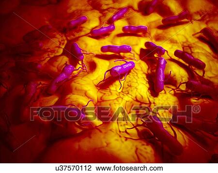 Stock Image - Salmonella, illustration. Fotosearch