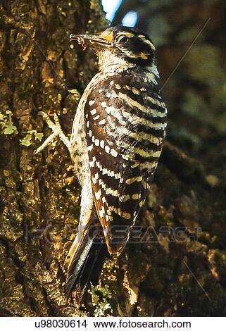 Sapsucker View Large Photo Image Picture - Sapsucker. Fotosearch