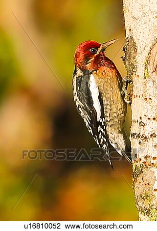 Stock Image - Sapsucker. Fotosearch