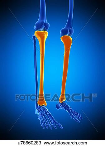 Stock Image - Shin bone, illustration. Fotosearch