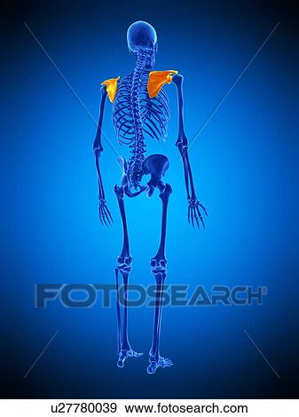 Stock Photo - Shoulder blade, illustration. Fotosearch