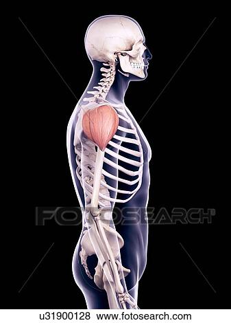 Stock Photo - Shoulder muscle, illustration. Fotosearch