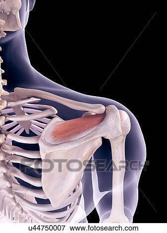 Shoulder muscle, illustration View Large Photo Image Stock Photo - Shoulder muscle, illustration. Fotosearch