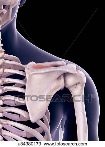 Shoulder muscle, illustration View Large Photo Image Stock Photo - Shoulder muscle, illustration. Fotosearch