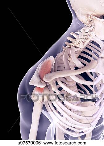 Shoulder muscle, illustration View Large Photo Image Stock Photograph - Shoulder muscle, illustration. Fotosearch