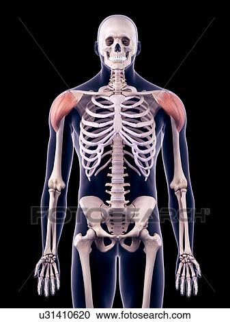 Stock Image - Shoulder muscles, illustration. Fotosearch