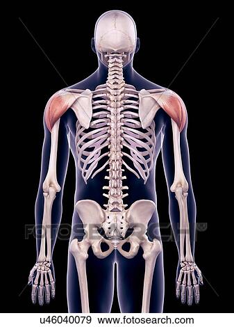 Stock Photo - Shoulder muscles, illustration. Fotosearch