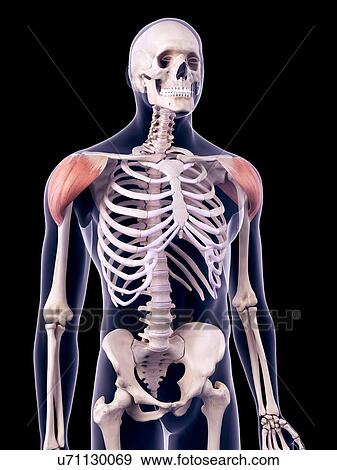Stock Photo - Shoulder muscles, illustration. Fotosearch