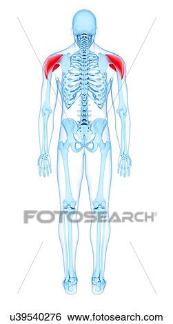 Stock Photograph - Shoulder muscles, illustration. Fotosearch