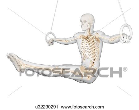 Skeletal structure of athlete, illustration View Large Photo Image Stock Image - Skeletal structure of athlete, illustration. Fotosearch