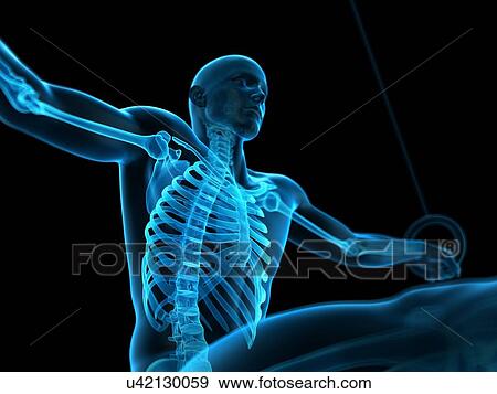 Stock Photo - Skeletal structure of athlete, illustration. Fotosearch