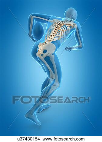 Skeletal structure of rugby player, illustration View Large Photo Image Picture - Skeletal structure of rugby player, illustration. Fotosearch