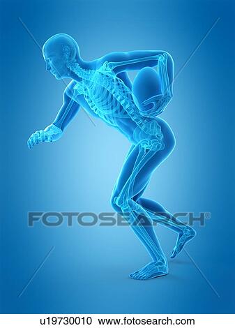 Skeletal structure of rugby player, illustration View Large Photo Image Stock Image - Skeletal structure of rugby player, illustration. Fotosearch
