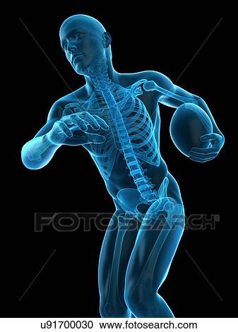 Stock Image - Skeletal structure of rugby player, illustration. Fotosearch