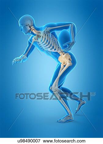 Skeletal structure of rugby player, illustration View Large Photo Image Stock Photo - Skeletal structure of rugby player, illustration. Fotosearch