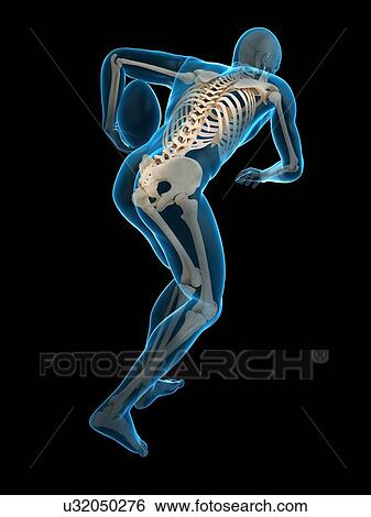 Stock Photograph - Skeletal structure of rugby player, illustration. Fotosearch