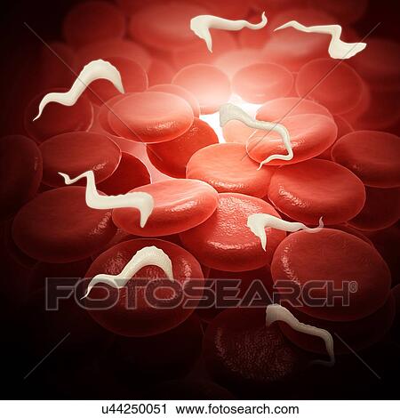 Stock Image - Sleeping sickness parasites in the blood, illustration. Fotosearch