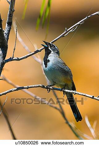 Stock Photograph - Sparrow. Fotosearch